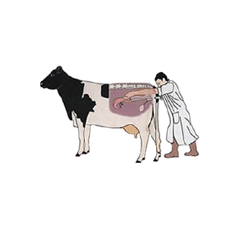 Artificial Insemination